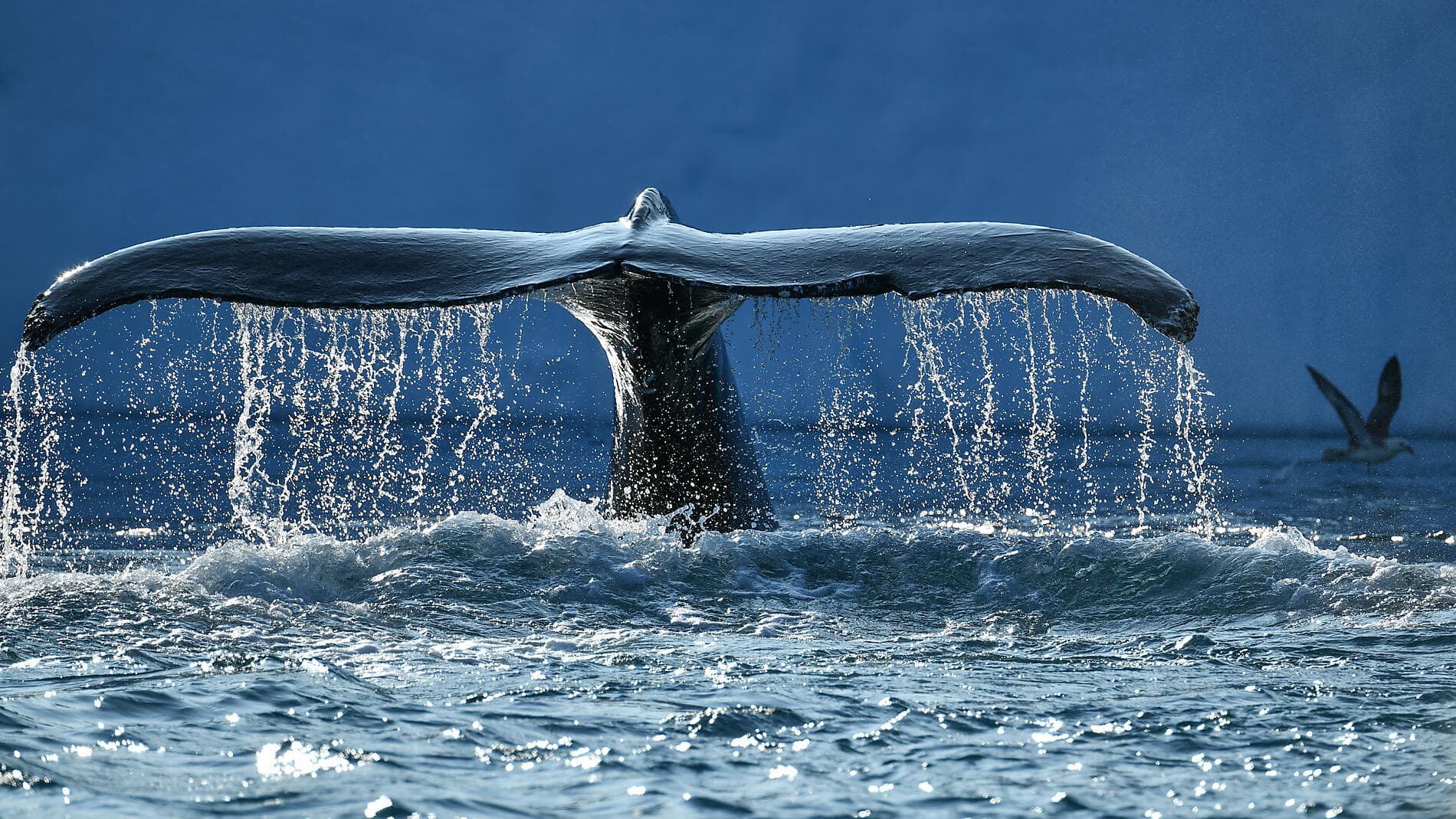 Cap sur la région de Thulé 