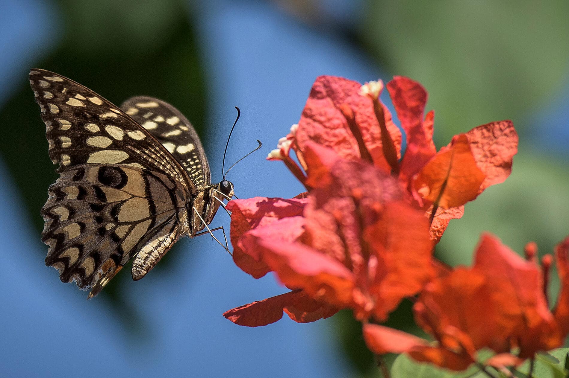 Odyssée tropicale entre Indonésie et nord-est Australien 