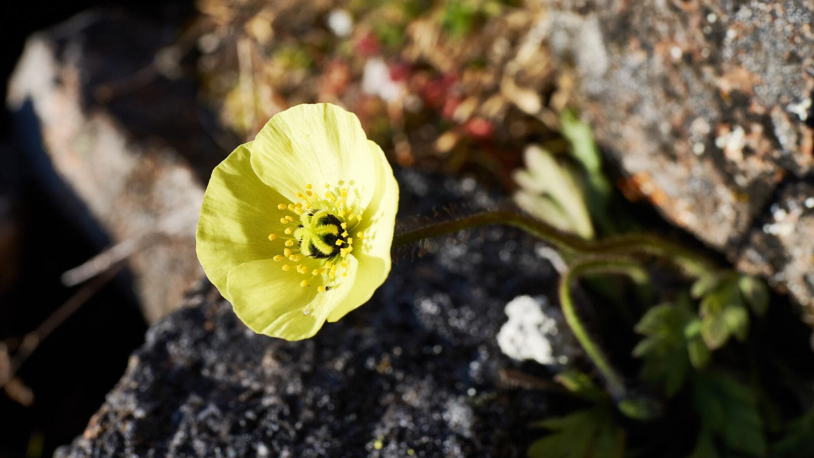Au cœur du passage du Nord-Ouest 