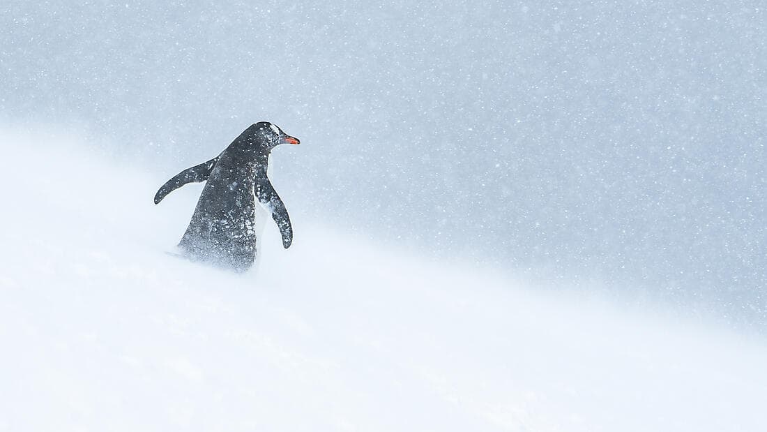 Entre deux continents, terres inexplorées orientales d'Antarctique