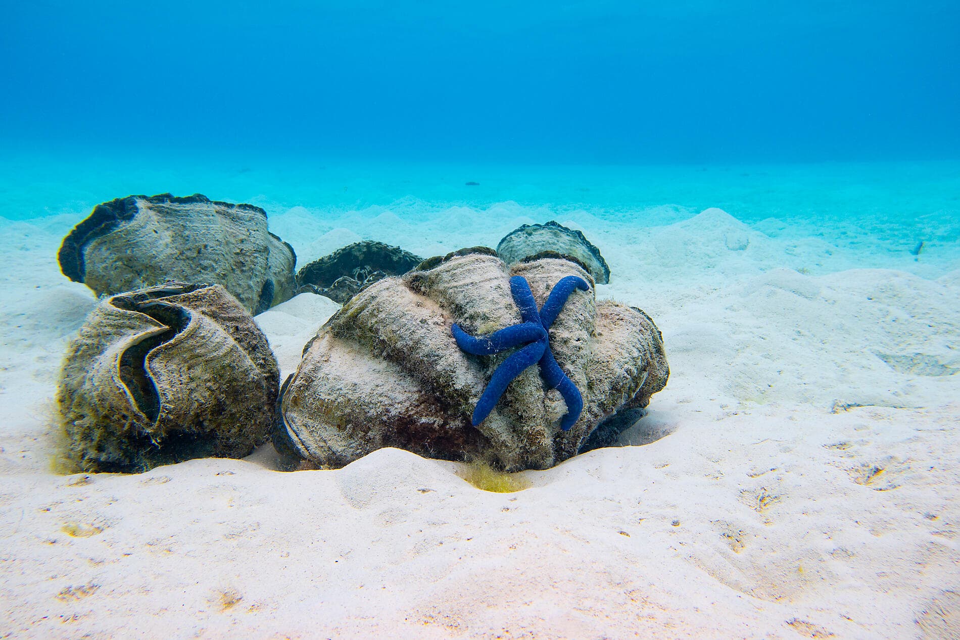 Îles Cook et îles de la Société 