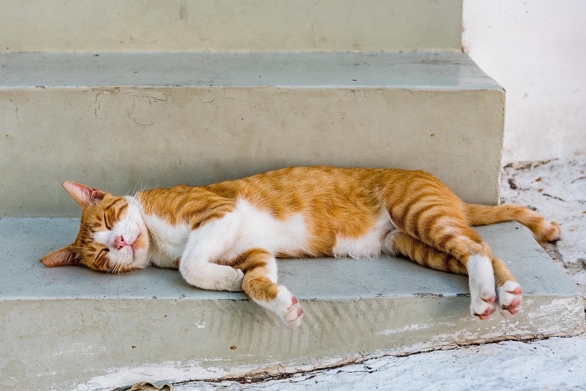 Flâneries méditerranéennes  