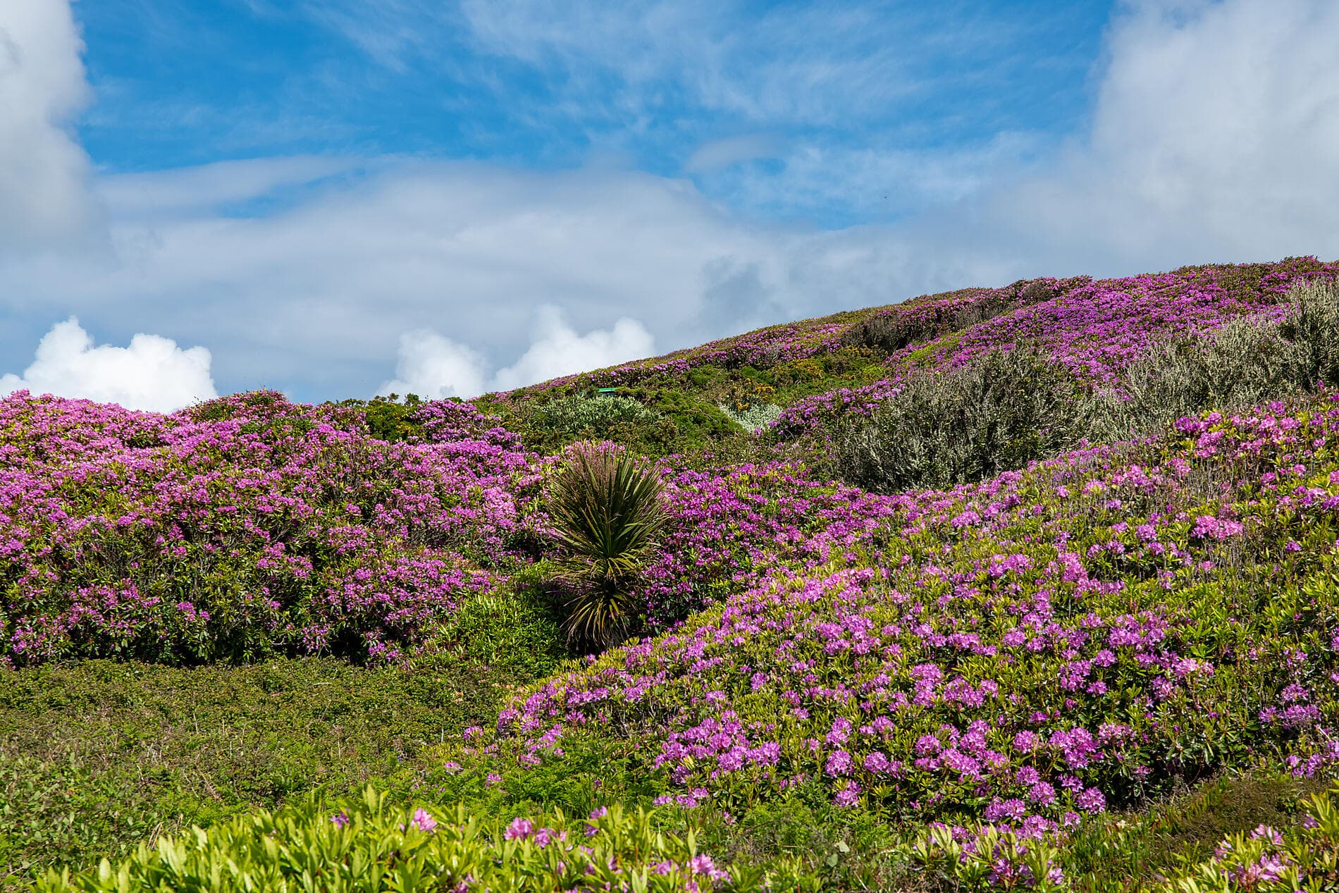 Archipels britanniques et rivages celtiques 