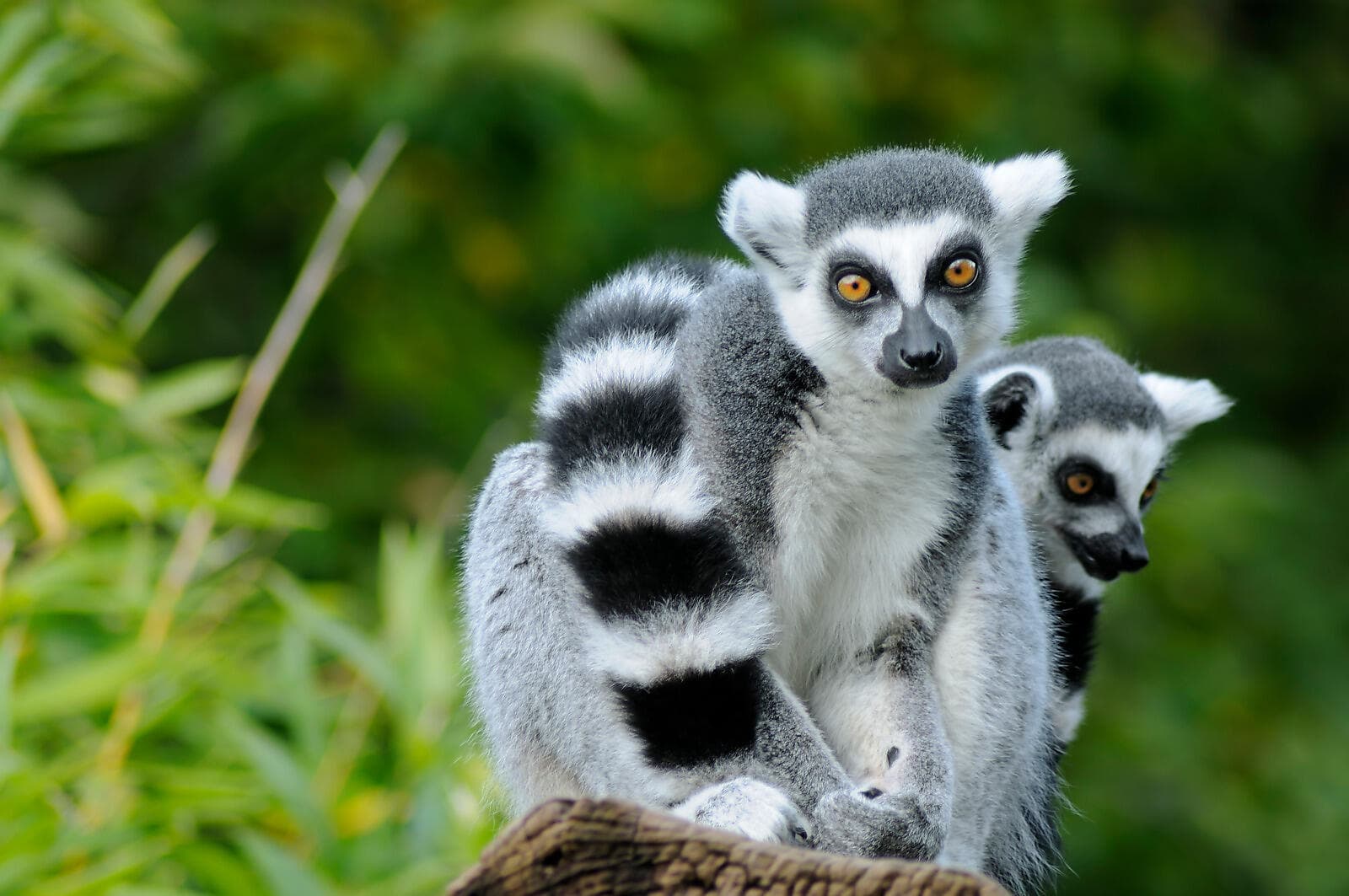 Afrique du Sud et Madagascar 