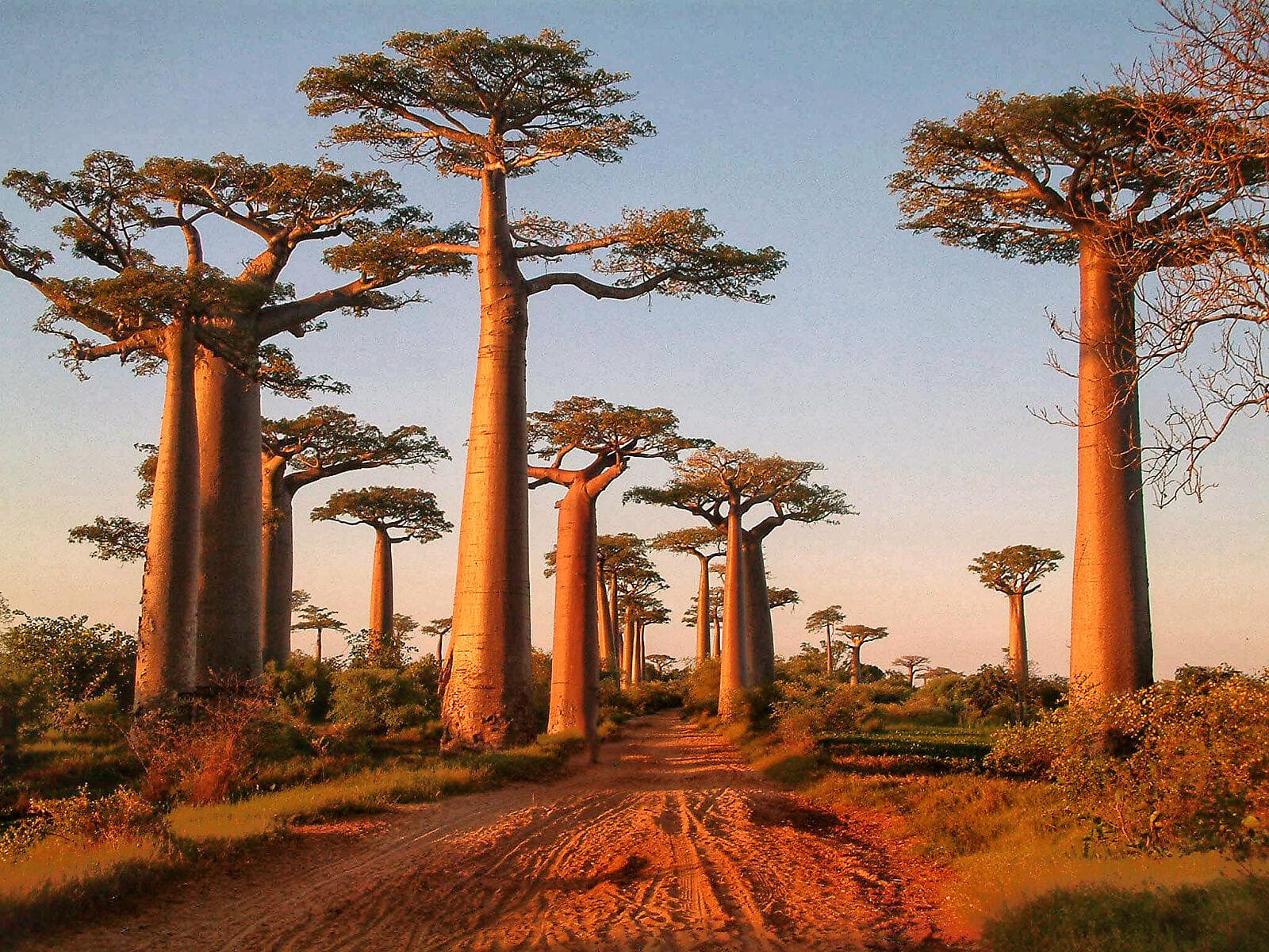 Afrique du Sud et Madagascar 