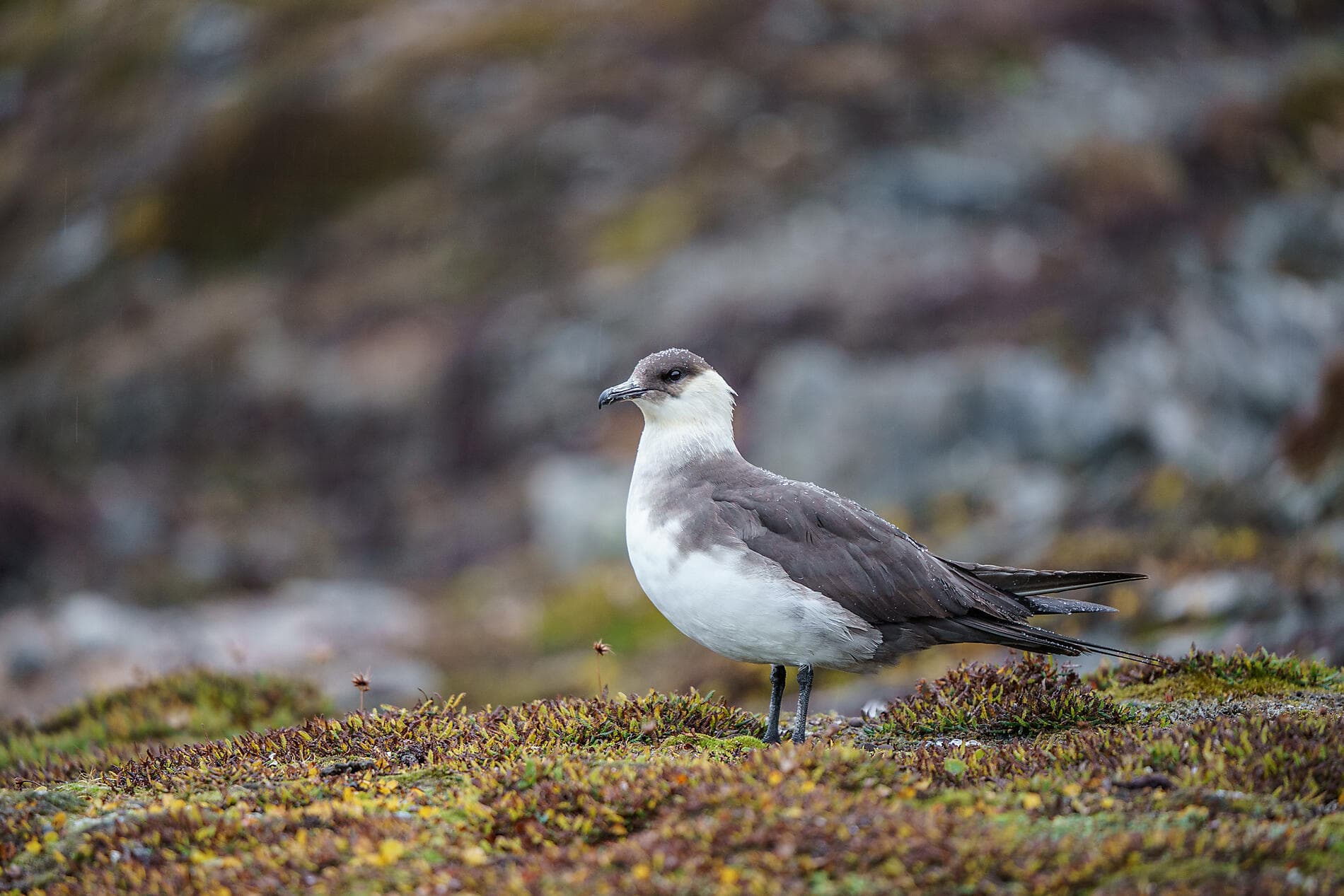 Le Svalbard inexploré 