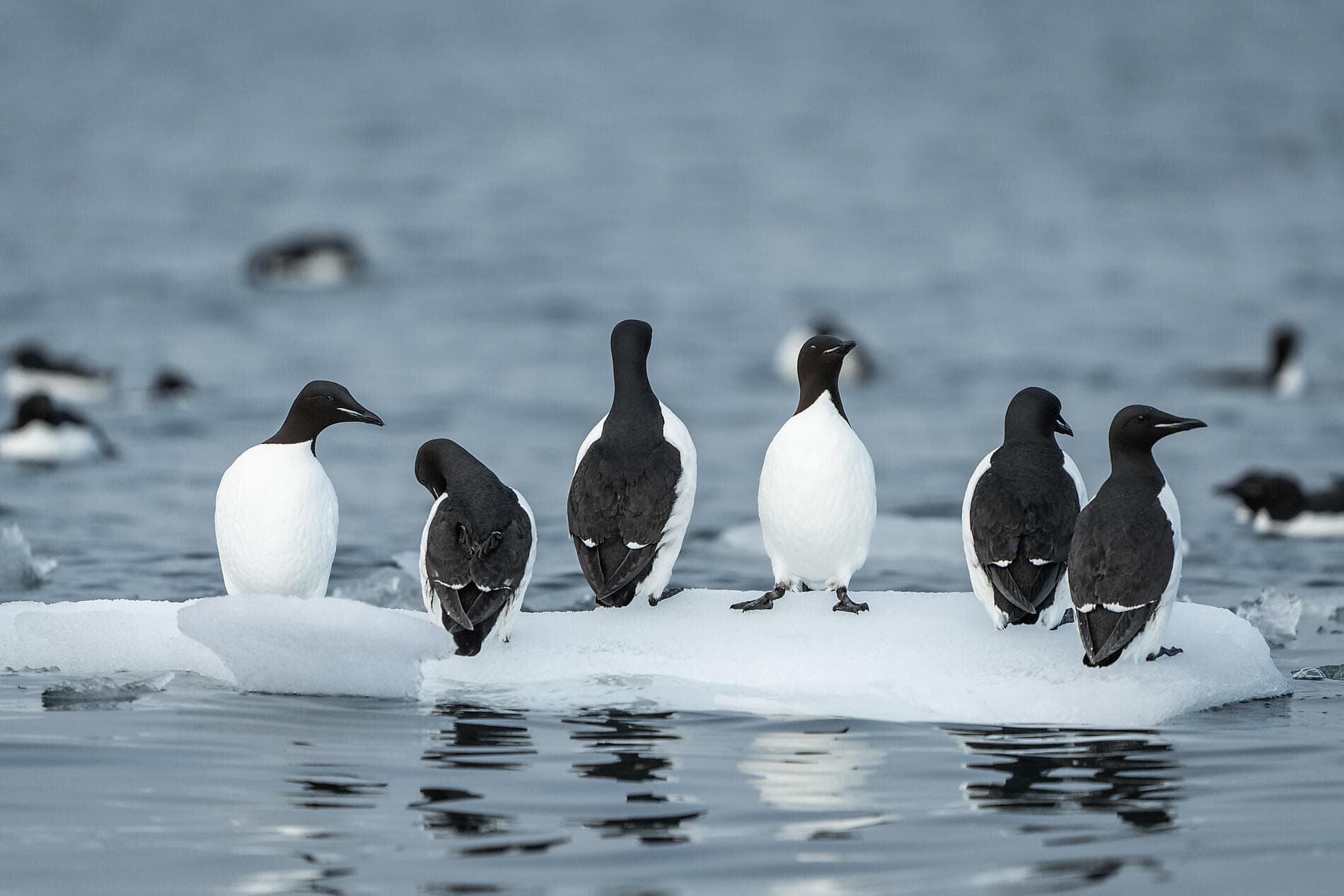 Le Svalbard inexploré 