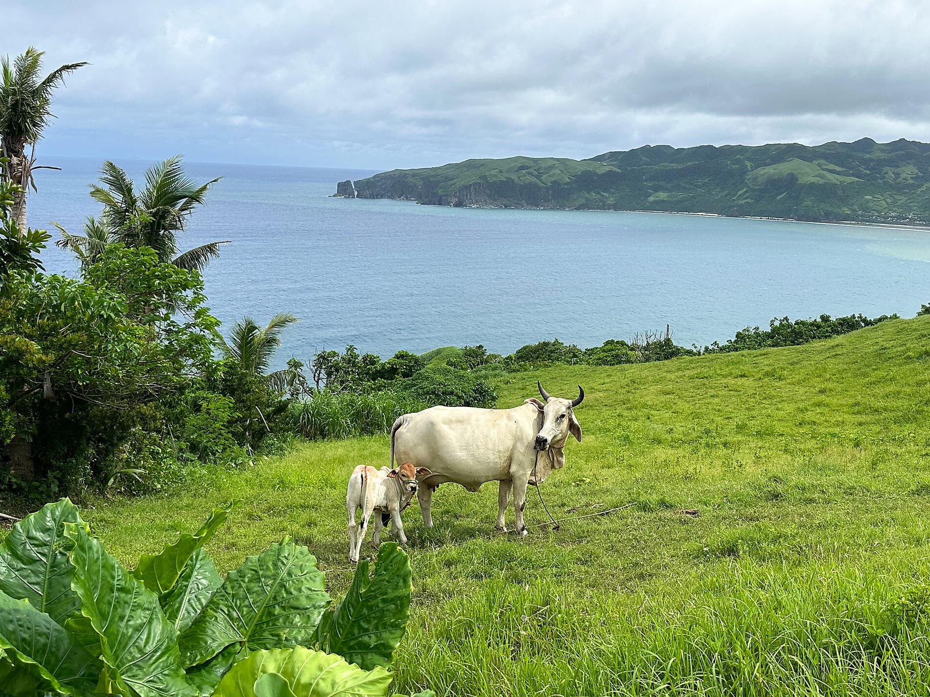 Horizons d’Asie orientale et des Philippines 
