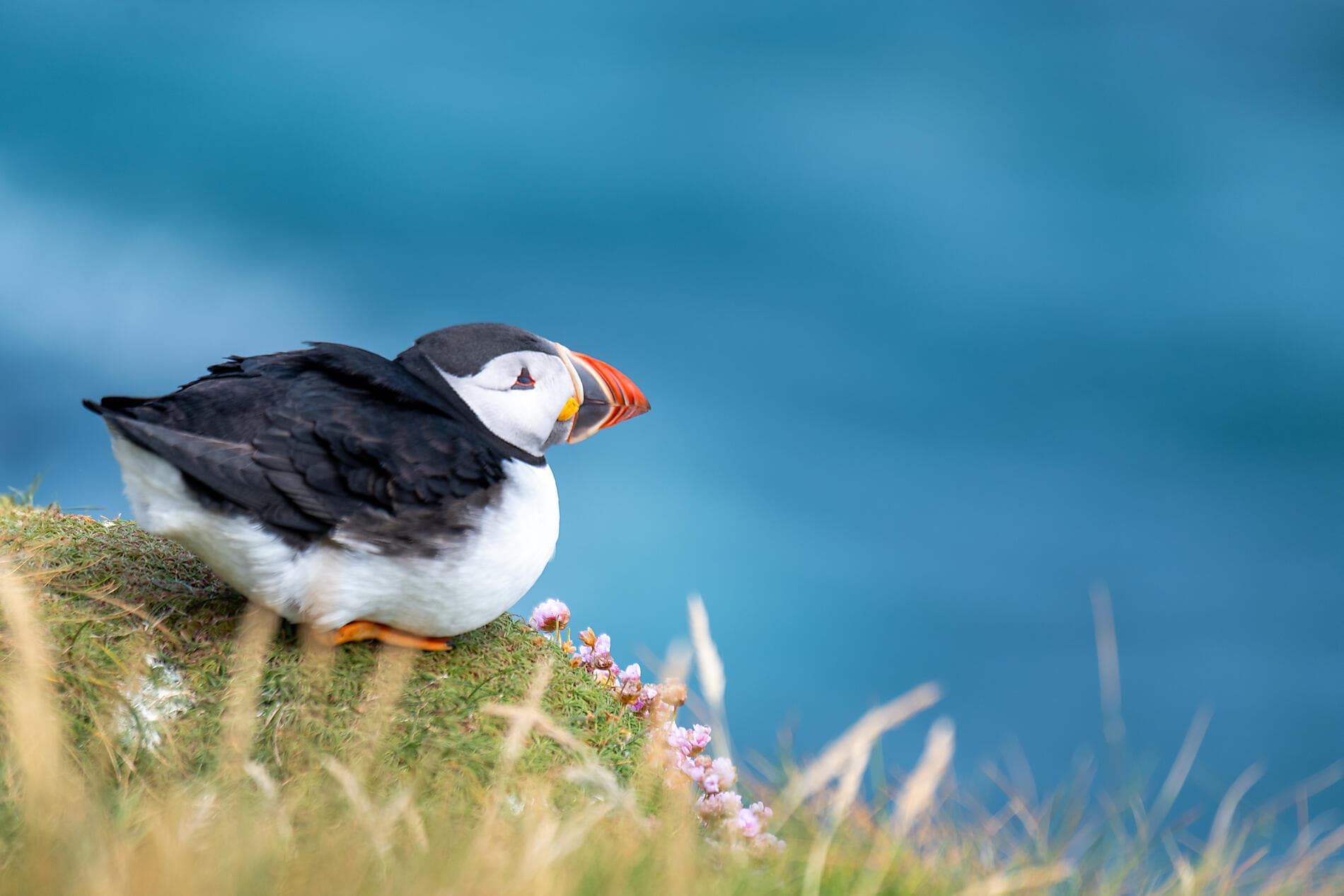 Des rivages écossais aux fjords norvégiens  