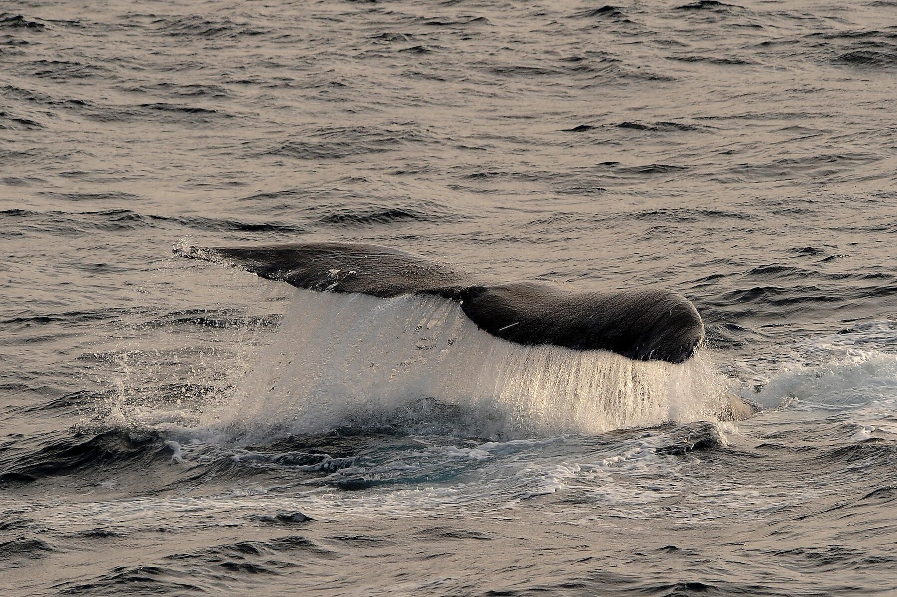 Isabella Bay (baleine franche du Groenland-Bowhead).jpg