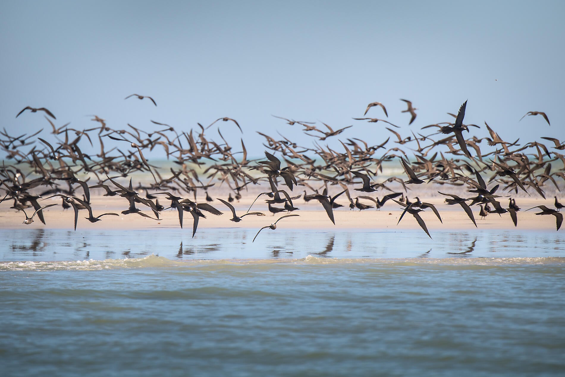 Iles Lacépèdes.jpg