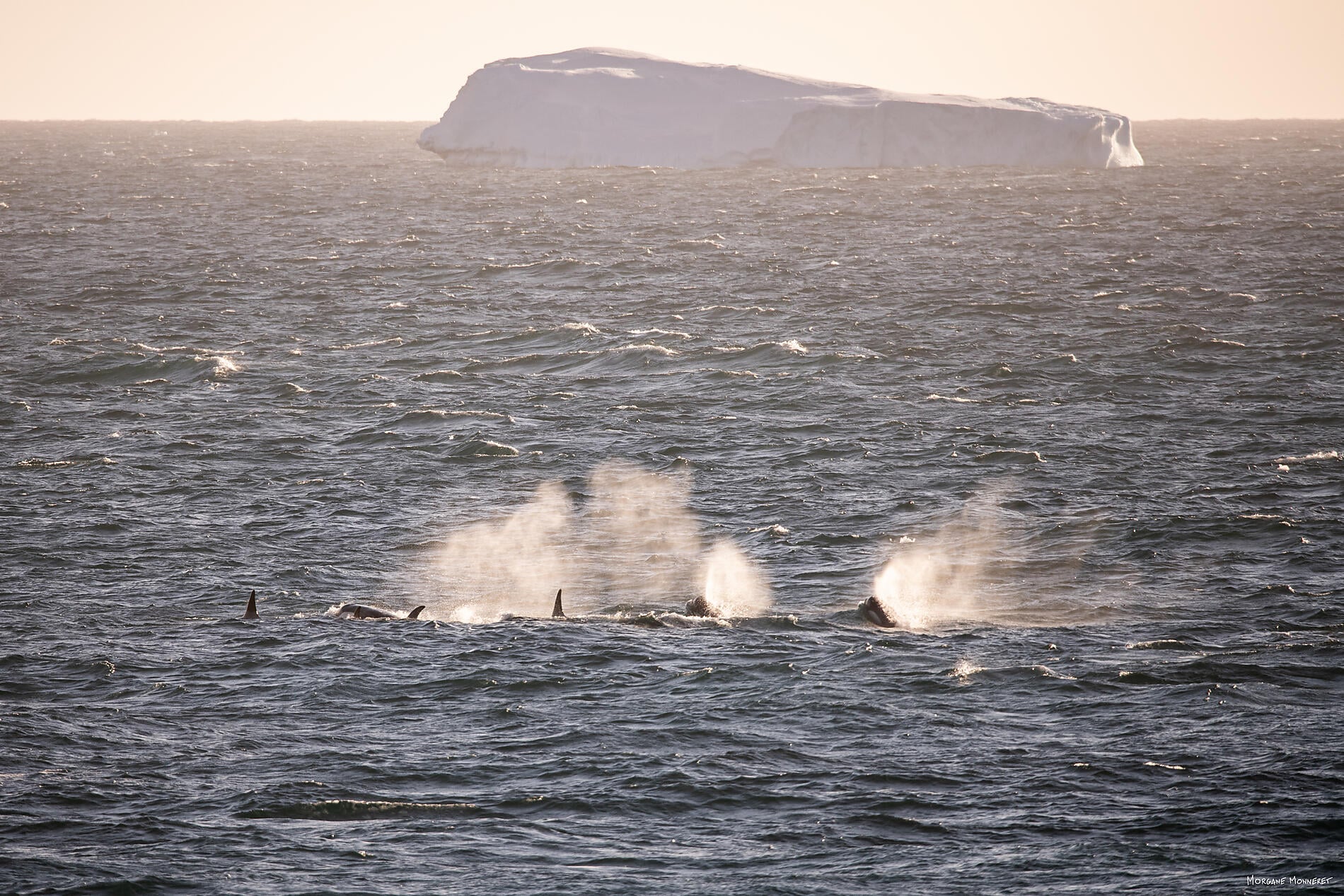 N°0207_StudioPONANT_Morgane Monneret.jpg