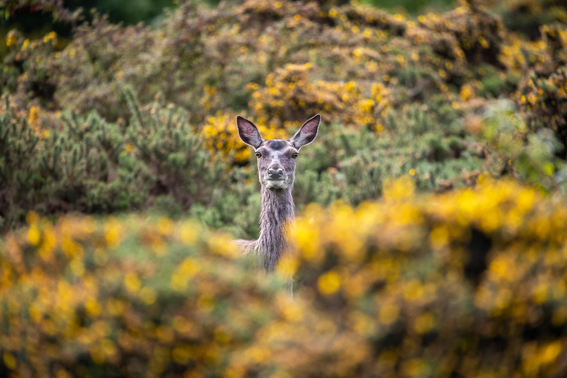 Secrets et paysages celtes